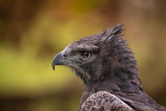 Objektiv Sigma 150-600 mm f/5-6,3 Contemporary pro Nikon F - 3