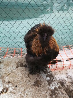 Kohouti hedvábniček - 3