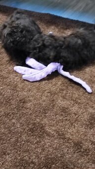 Pudl trpasličí černý a hnědý s P.P. - 3