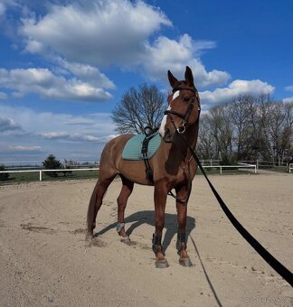 11 letá klisna na rekreaci - 3