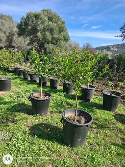 Citrusy v květináči, pomeranče, citróny, mandarinky - 3