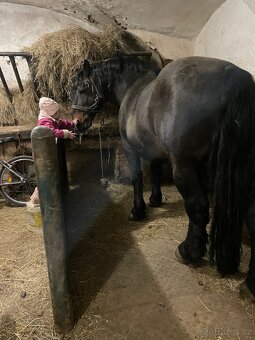 Připouštěni Slezský Norik - 3