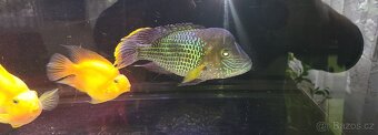 Akvarium - 3