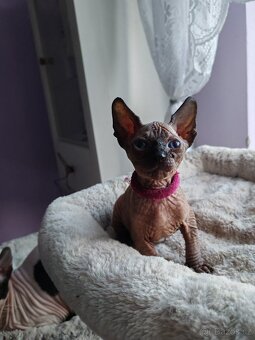 Sphynx - 3