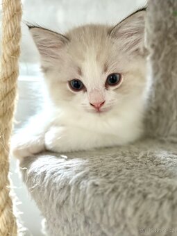Ragdoll kocourek - 3