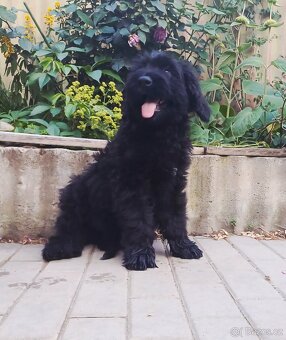 Briard s PP - 3