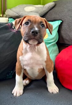 Americký stafordšírský teriér s PP - 3