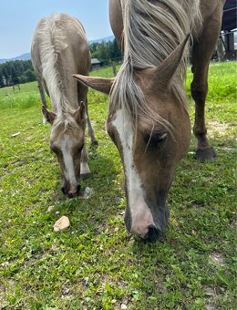 Palomino hřebeček QH - 3