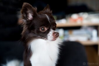 Čivava ke krytí - 3