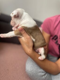 Americký stafordširsky teriér - 3