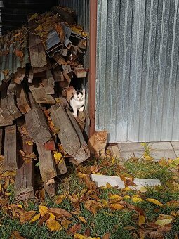 Koťata do dobrých rukou - 3