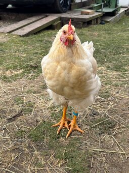 Darujeme kohoutka - 3