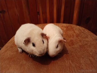 Prodám morčata - 3