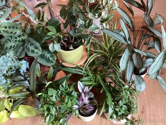 Pokojové kvetiny - 3