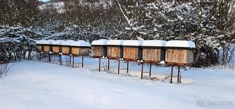 vyzimované včelí oddělky včely včelstva - 3