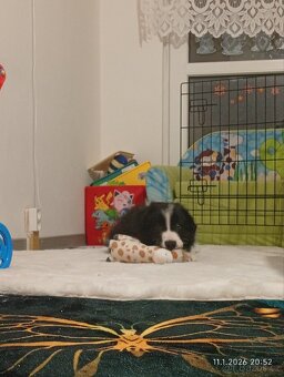 Border kolie štěně - 3