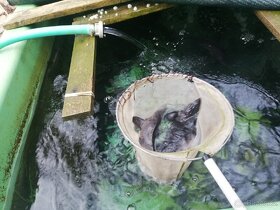 Nasada jesetera sibiřského - 3