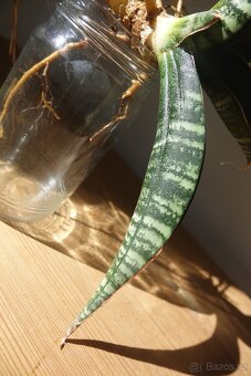 Tchynin jazyk, Sansevieria - 3