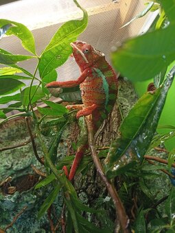 Chameleon pardali - 3