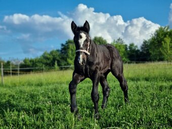 Percheron kobylka - 3