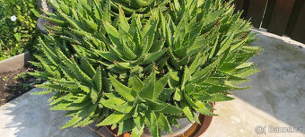 kaktus aloe - průměr rostliny 110 cm - 3