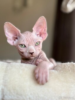 Kanadský Sphynx - 3