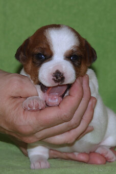 štěňata Jack Russell teriéra s PP - 3