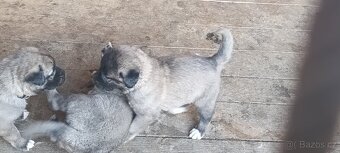 Turecký kangal - 3