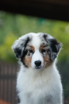 Australský ovčák s PP - 3