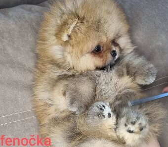 Pomeranian mini - 3
