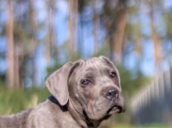 Cane Corso s PP - 3