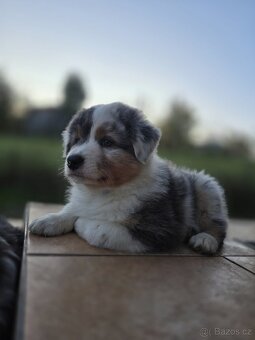Australský ovčák Blue Merle s krátkým ocáskem PP FCI - 3