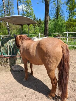 Prodám hucula 18let - 3