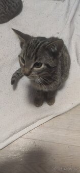 Darujeme koťátka - 3