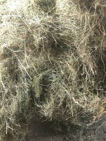 PRODÁM LEVNĚ KRÁSNÉ ZELENÉ A VOŇAVÉ SENO 2025 - 3