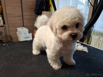 Bišonek štěňátka s PP - 3