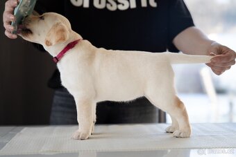 Labradorský retrívr s PP - 3