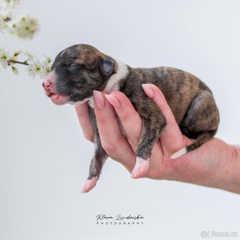 Whippet/vipet štěňátka s PP - 3