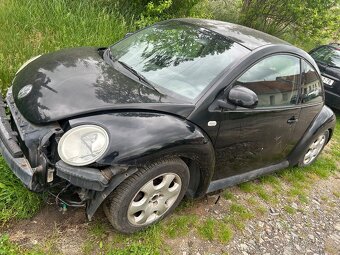 Dily beetle - 3