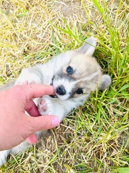 Welsh corgi pembroke s PP (FCI) - 3