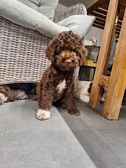 Lagotto romagnolo s PP (italský vodní pes) - 3