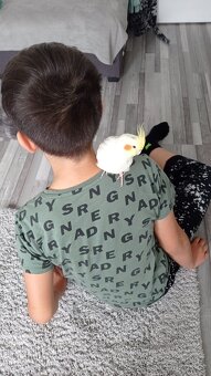 Zdarma papoušek korela lutino - 3