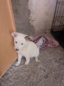 Bordó kolie x německý špic - 3