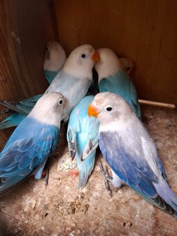 Agapornis fischeri - 3