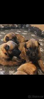 Belgický ovčák malinois s PP - 3