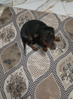 Jezevčík trpasličí - 3