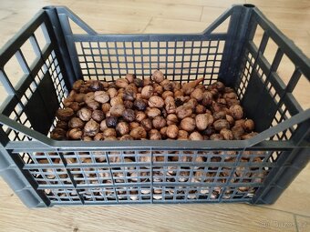 Vlašské ořechy neloupané 8 kg - 3