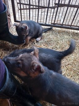 Německý ovčák štěňata - 3