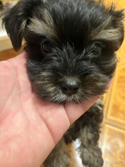 Jorksirsky terier biwier - 3