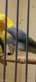 Agapornis fiseri - 3